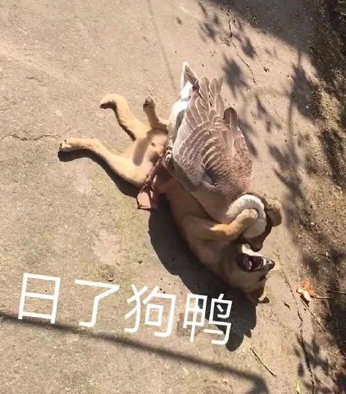 可爱搞笑表情包:一本正经的胡说八道,压力它围绕着我
