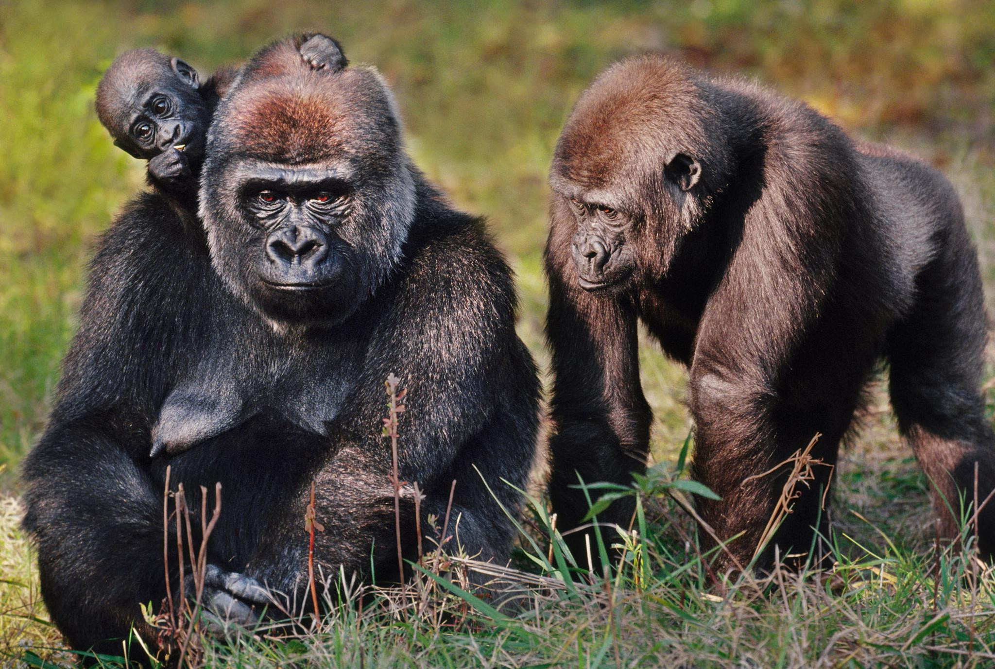 平均而言,只有黑猩猩的不对称程度比人类,大猩猩和猩猩要低.
