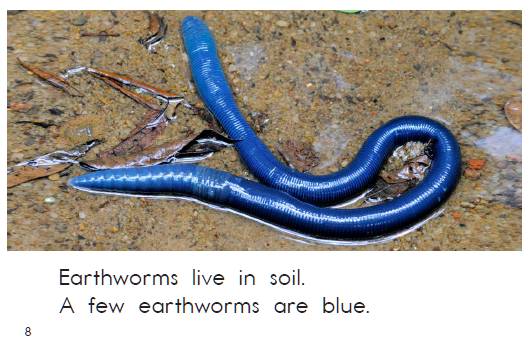 razc2allaboutearthworms