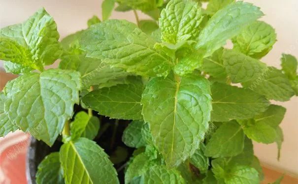 论起名我们四川人就没输过