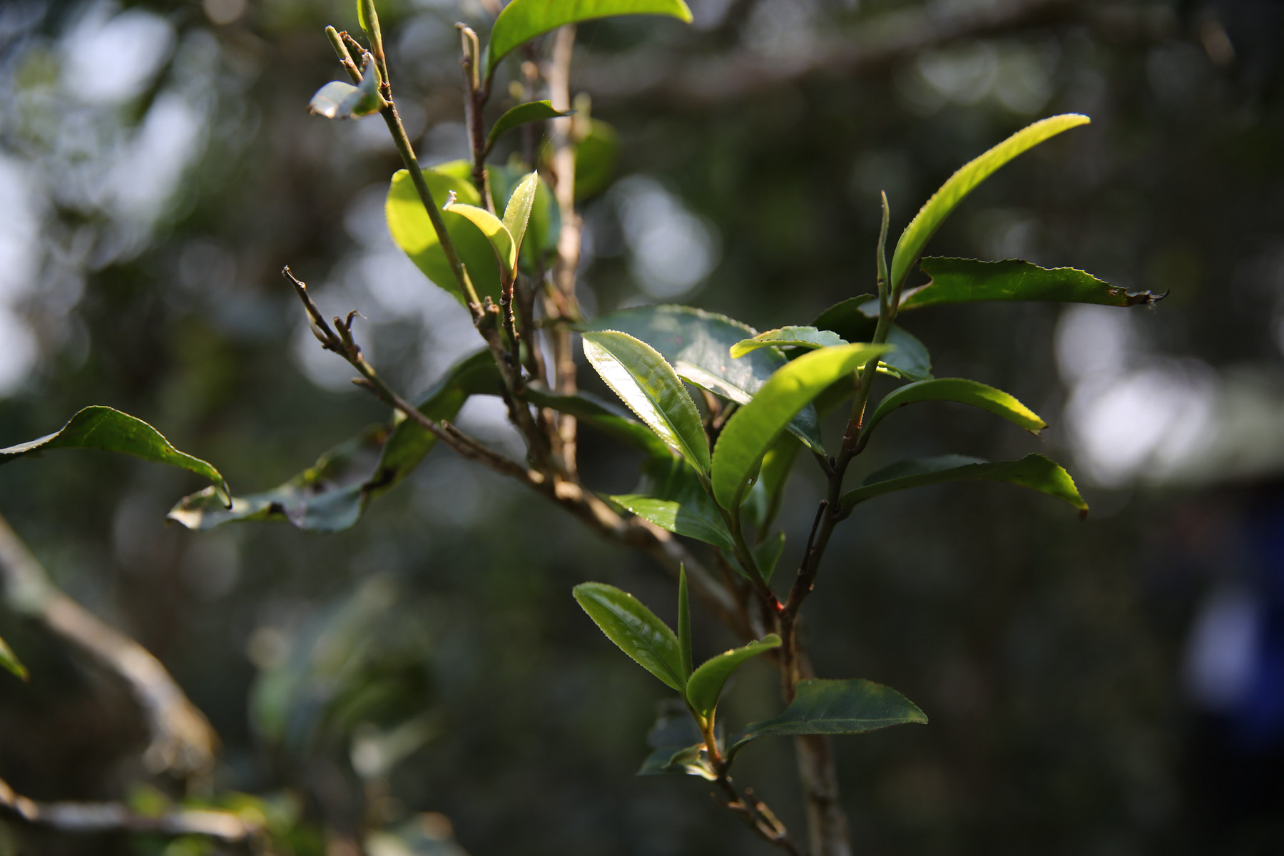 干货分享甜若初恋倚邦茶