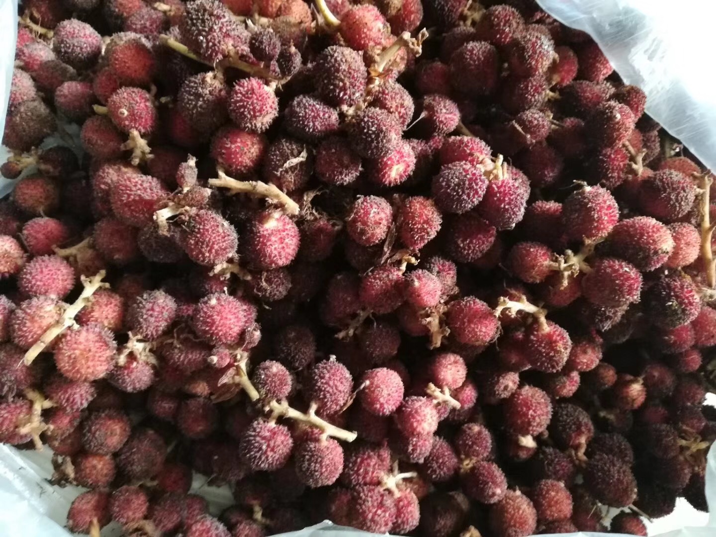 孕妇可以吃春砂仁吗