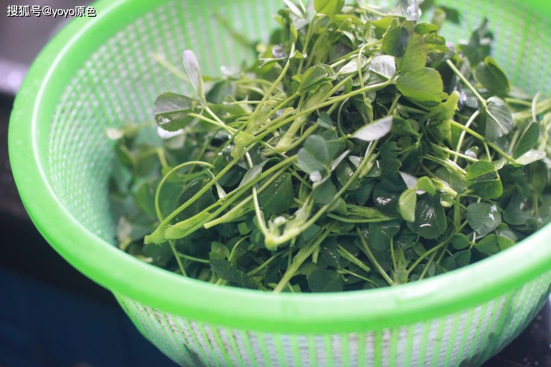 这菜以前喂牲口现在当作宝,贵的时候十几元一斤,清炒就很香_金花菜