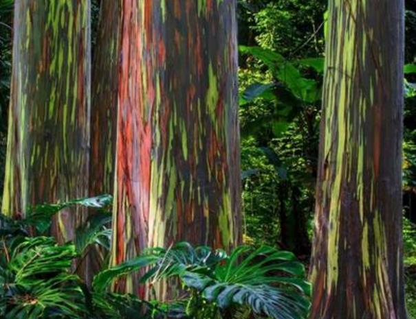 世界上最"爱美"的树,树干呈现五颜六色,堪称大自然的杰作