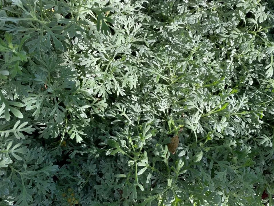 根(芙蓉菊根):辛,苦,微温祛风湿用于风湿关节痛,胃脘冷痛