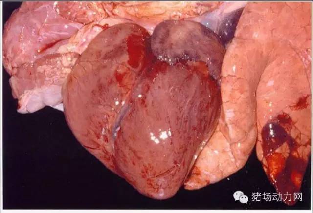 技术史上最全的猪肺部疾病解剖图你知道多少