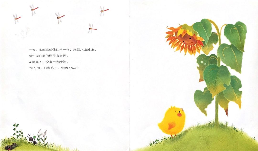 韵海发布绘本夜读③小鸡球球和向日葵