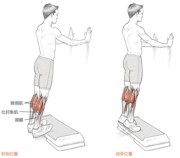 2.双脚跖骨头端向上抬起,并且完全伸展(跖屈).3.