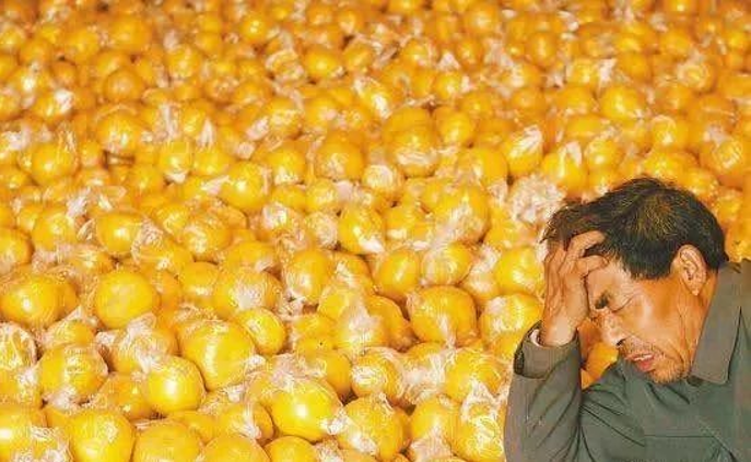 果农急哭请帮帮他们因疫情影响有抗炎祛痰解热功效的常山胡柚滞销了