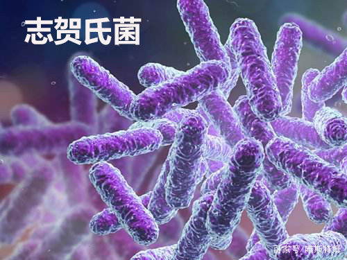 冷盘,凉拌菜等易产生志贺氏菌生鸡蛋,生肉类易产生沙门氏菌剩饭,糕点