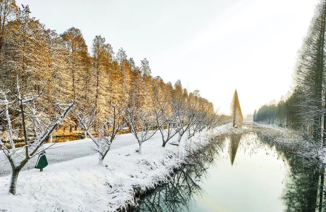 金湖水上森林雪美水杉林致敬美逆行