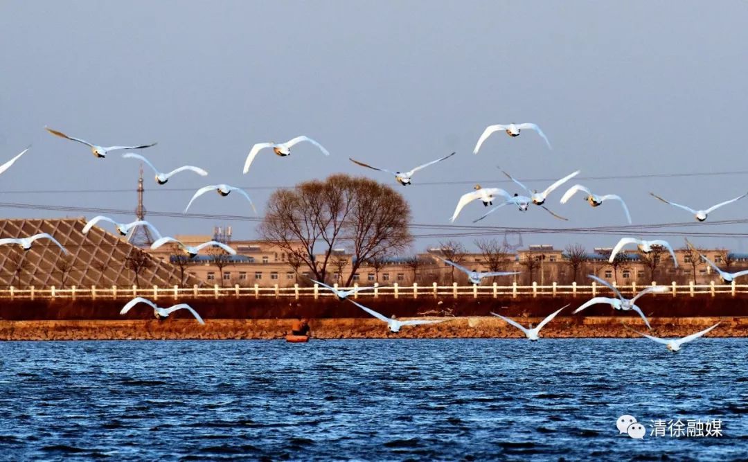 清徐清泉湖惊现大量白天鹅画面太美