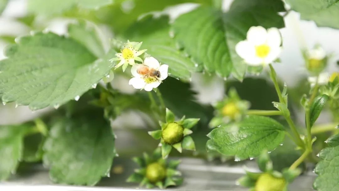 高品质草莓是怎样炼成的?_授粉