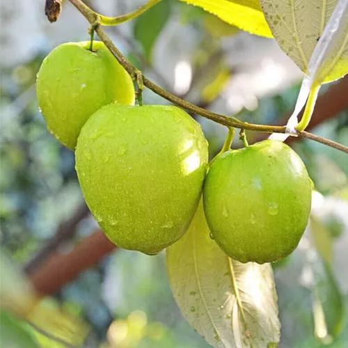 新鲜直达喝牛奶长大的青枣vc含量比苹果高20倍挡不住的清脆甜