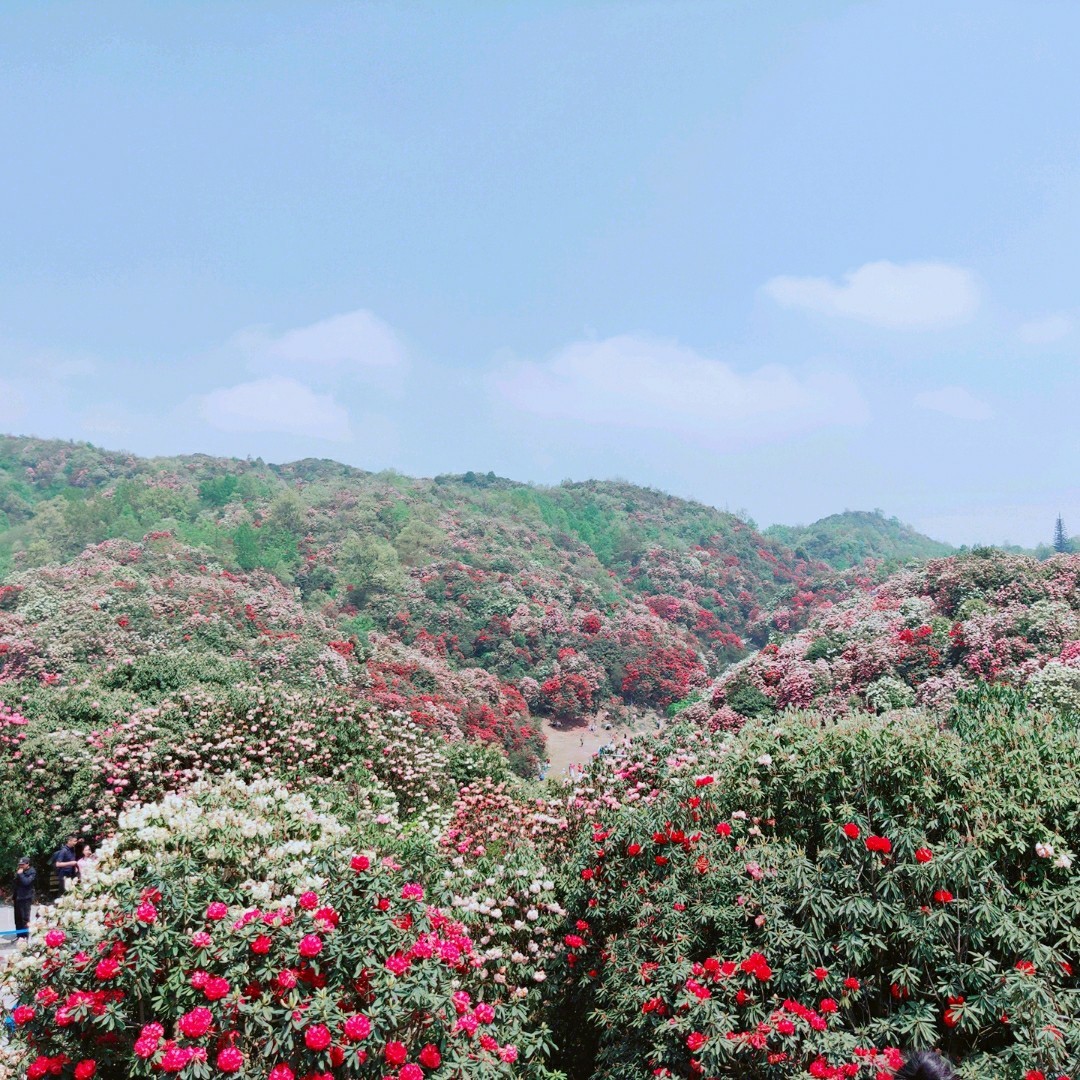 貴州百里杜鵑景區怎麼玩/百里杜鵑景區最佳遊玩時間/景區包車費用及