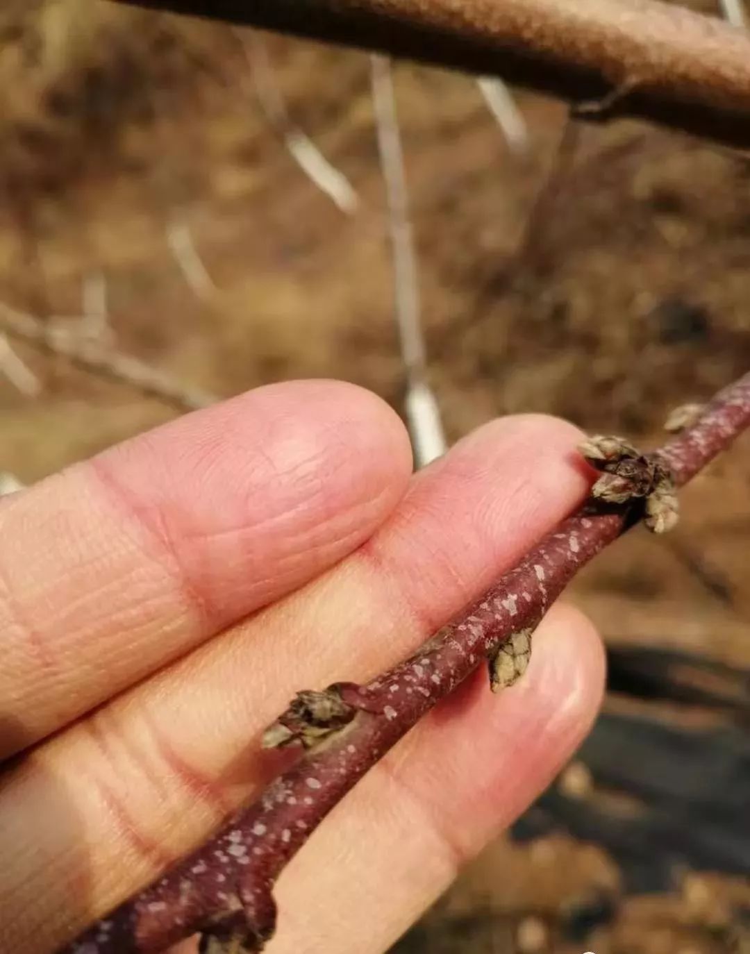 春季莫忘果树刻芽