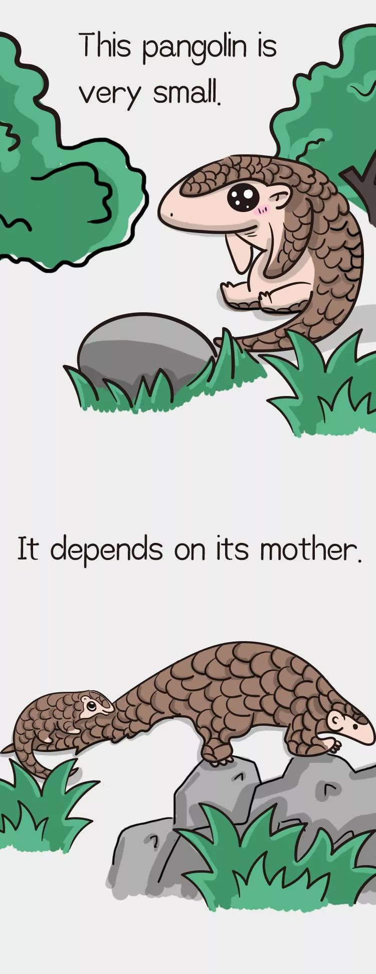 穿山甲绘本暖心上线,快给孩子讲讲这个害羞可爱的"森林卫士"吧