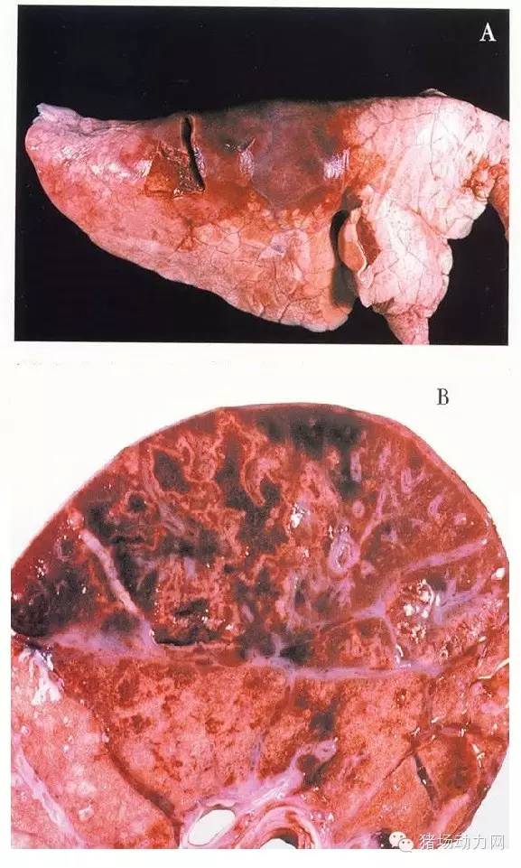 技术史上最全的猪肺部疾病解剖图你知道多少