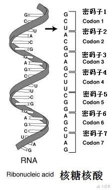 rna单链结构图片