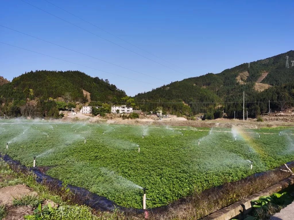 旱地西洋菜种植图片