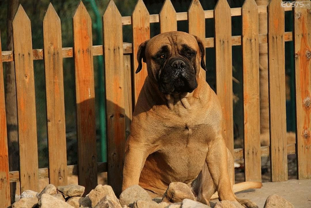 别只追热门护卫犬这几种冷门护卫犬照样优秀