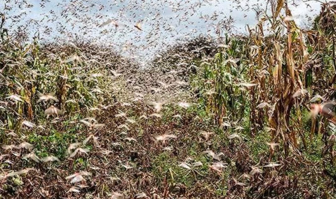 对于农产品的影响,你需要了解蝗灾的一切_蝗虫