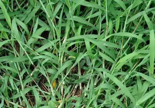 这几种野草农村到处是,让农民痛恨不已,却不知治病良药价值珍贵_麦娘