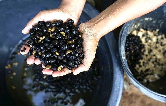 400元一杯的"象屎咖啡",居然是这样加工的,网友:还是喝茶吧_大象