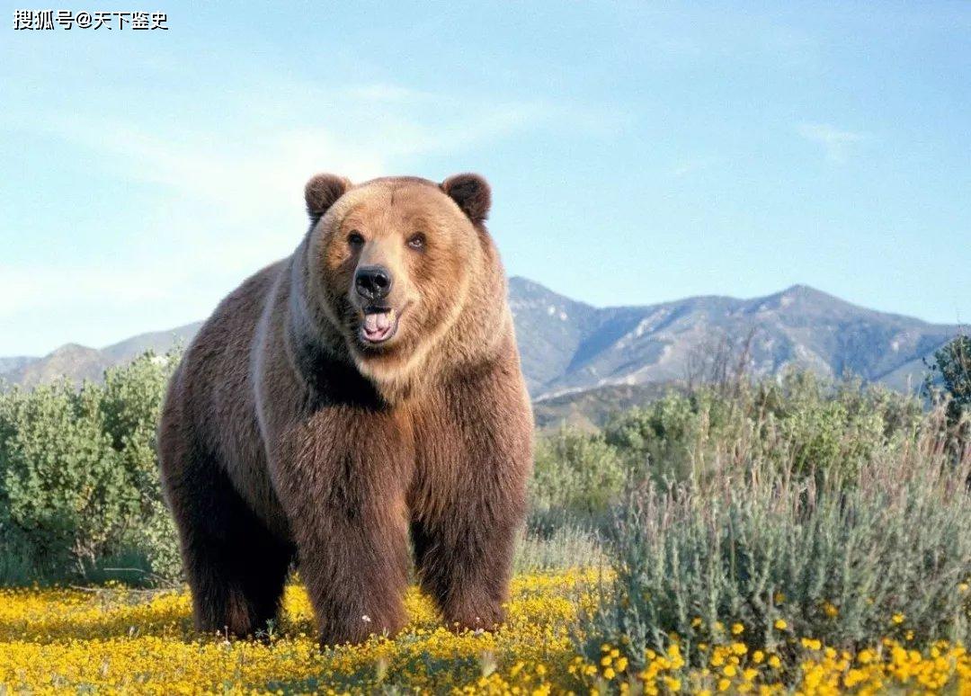 他始终认为动物有情感,护熊13年却被熊吃掉,死前录音为何禁播?_提摩西