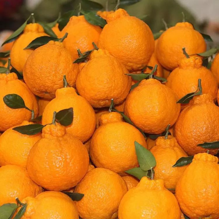 叫坝坝舞屎壳郎在我们四川叫推屎per蜻蜓在我们四川叫丁丁猫儿青蛙在