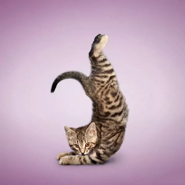 重度撸猫设计师的日常_瑜伽