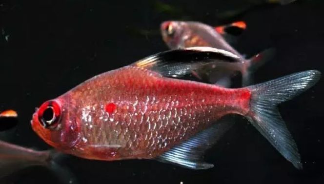 每日一鱼 | 血心灯:体侧有一个明显的红点…_红色