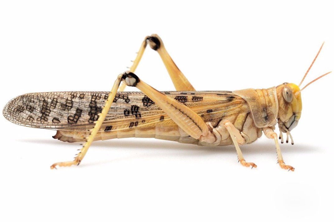 资料显示,此次蝗灾的元凶是在非洲,中东,南亚等地早有记载的沙漠蝗