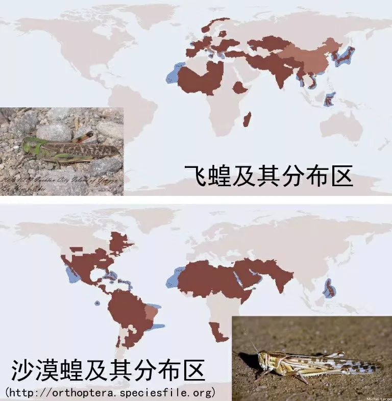 疫情未过蝗虫来袭2020还喝得起咖啡吗