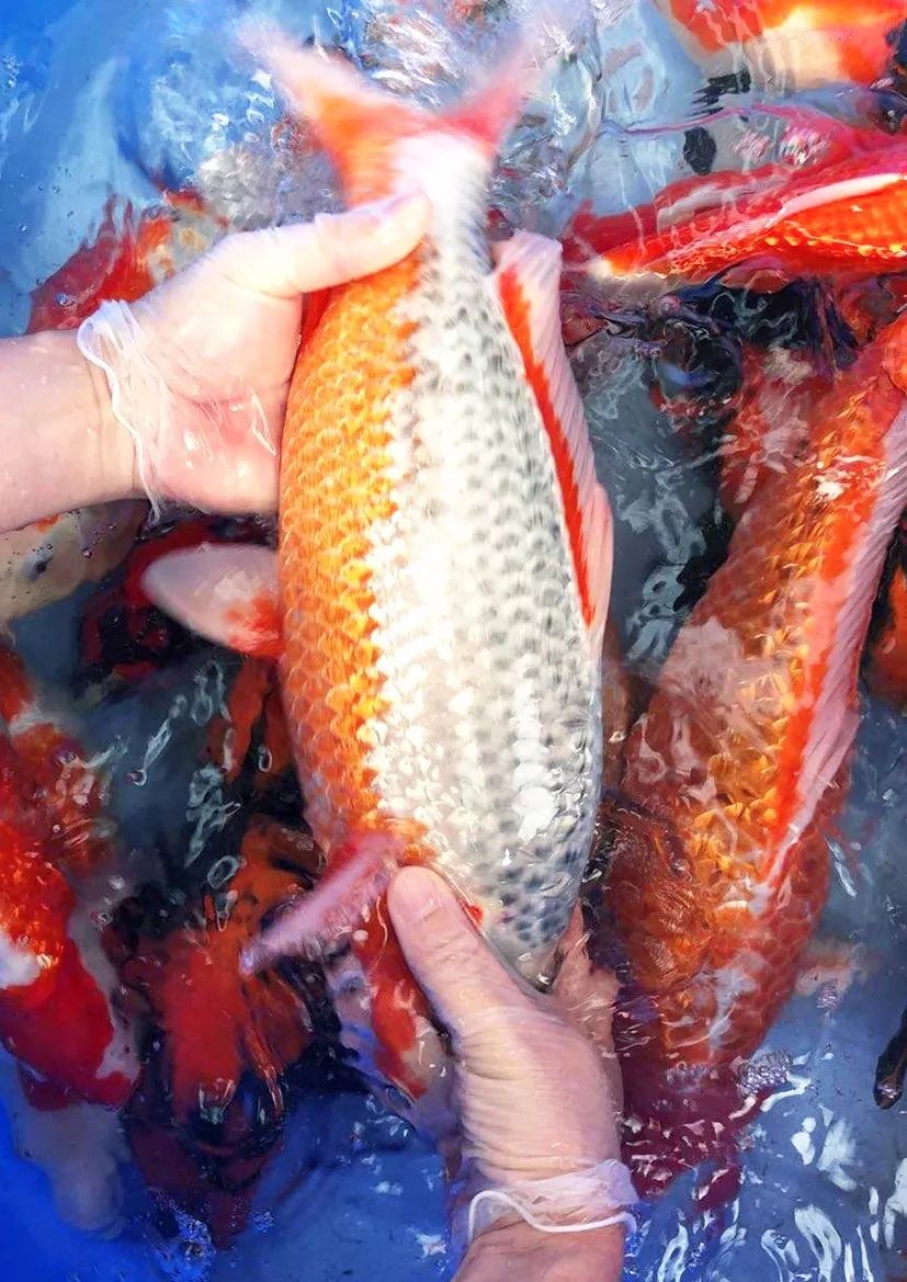 精品进口鱼专场金上锦鲤顺德场21日明晚7点五大进口渔场精品鱼直播