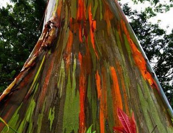 世界上最"爱美"的树,树干呈现五颜六色,堪称大自然的杰作