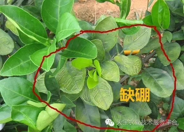 植物缺硼图片