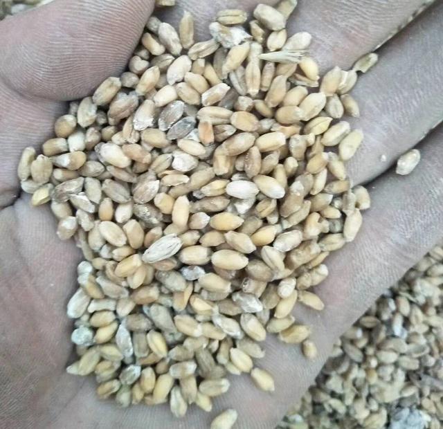 原创水泡库底发霉的小麦和玉米有人高价收购他们有什么用途