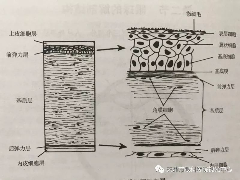 角膜组织结构分为五层,从外向内依次为上皮细胞层,前弹力层,基质层,后