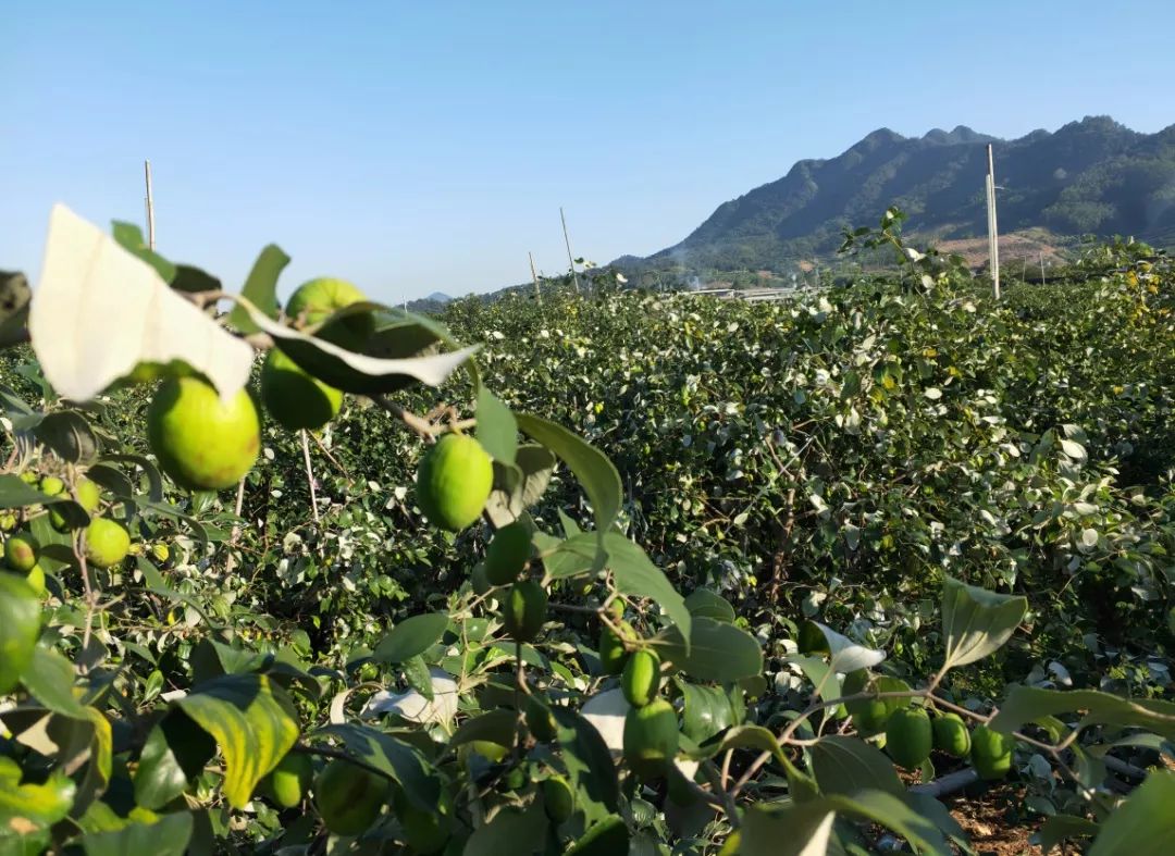 新鲜直达喝牛奶长大的青枣vc含量比苹果高20倍挡不住的清脆甜