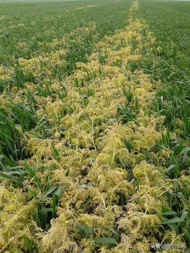 小麦田超安全的除草剂小麦出穗前都能用对猪殃殃泽漆特效