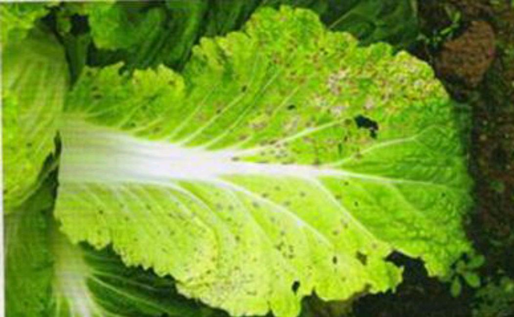 种植白菜易发生黑斑病要如何防治呢