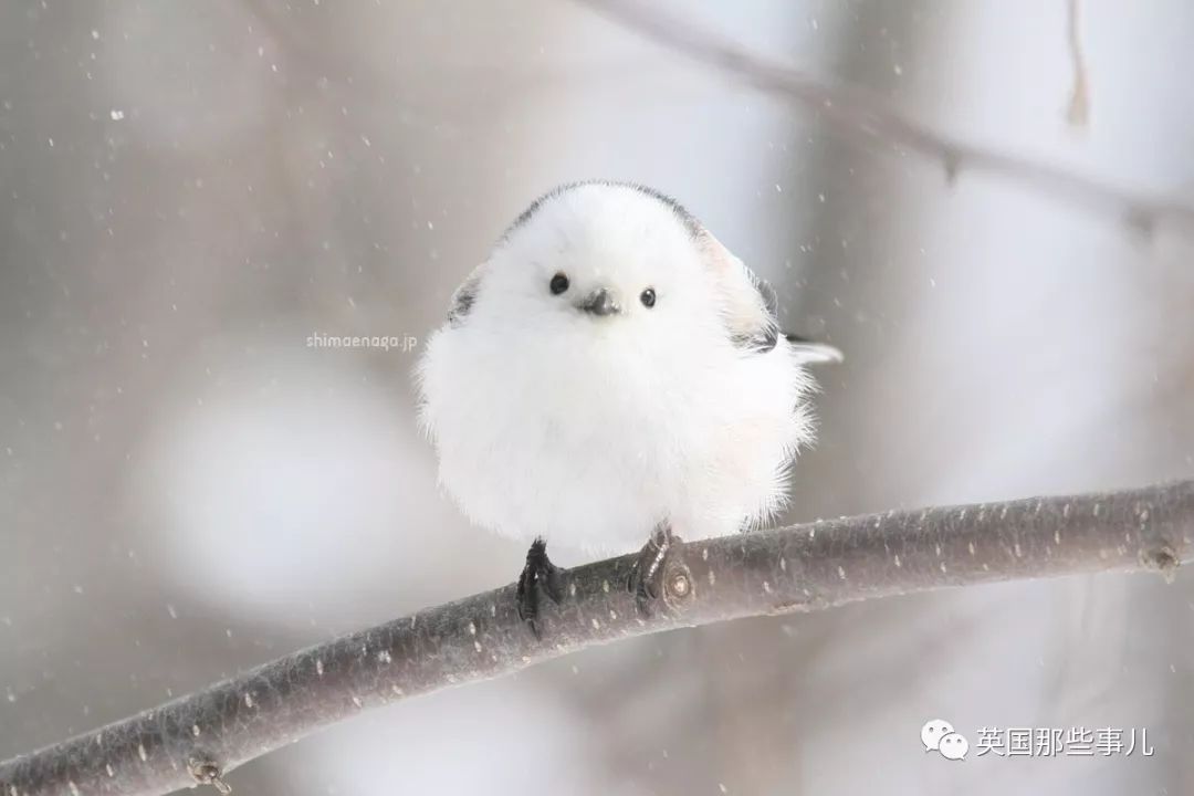 同样是冬天胖成球凭什么鸟球就这么可爱