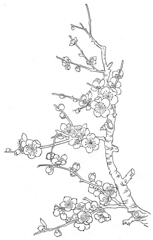 梅花树素描图片