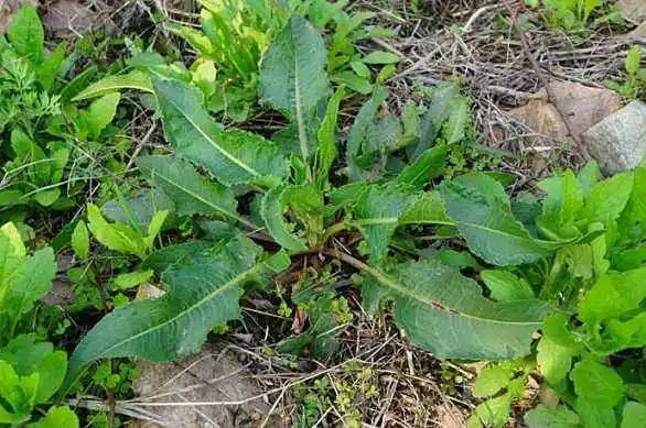 农村的野菠菜见过吗?别看它不起眼,殊不知整株都能入药!