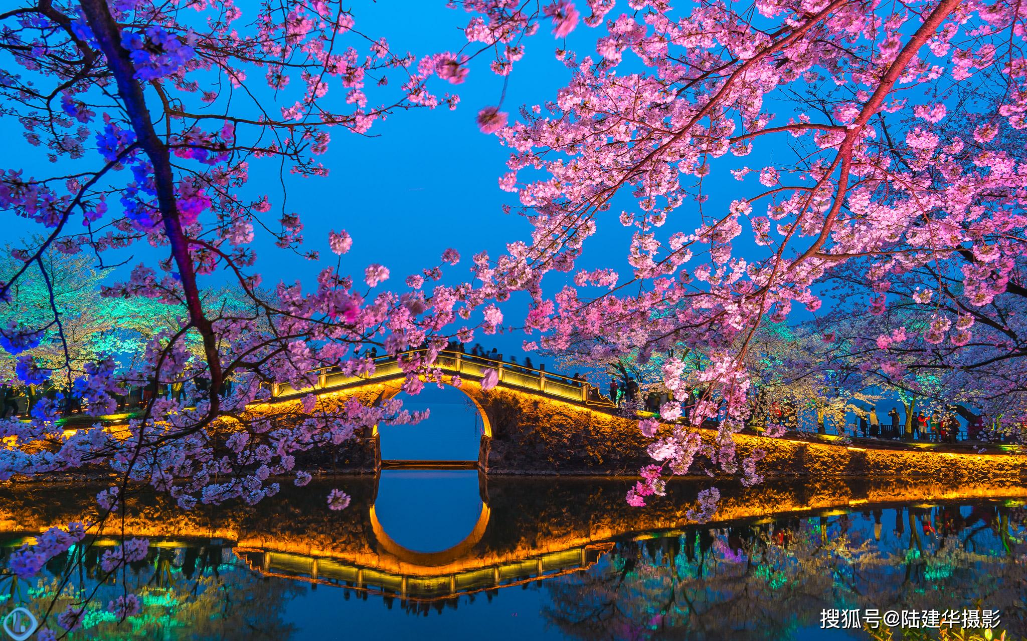 原创第一枝樱花开的时候终于盼来了太湖鼋头渚开园的好消息