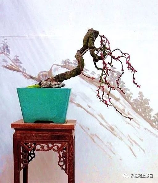 一波三折的盆景枝法