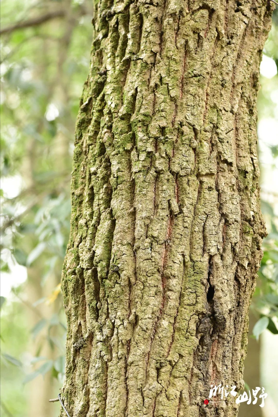 山野博物好看的皮囊千篇一律有趣的树皮百里挑一中