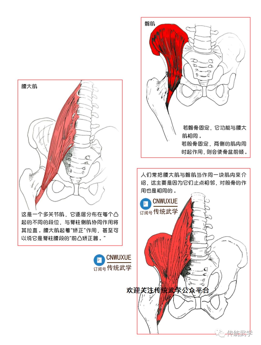 髂腰肌起止点及功能图图片