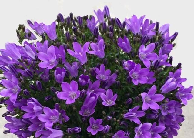 十二星座都有自己的专属守护花看看你的守护花是哪一种